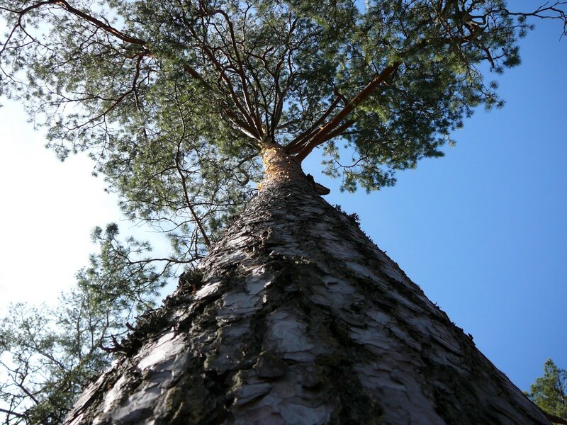 tall pine tree against blue sky