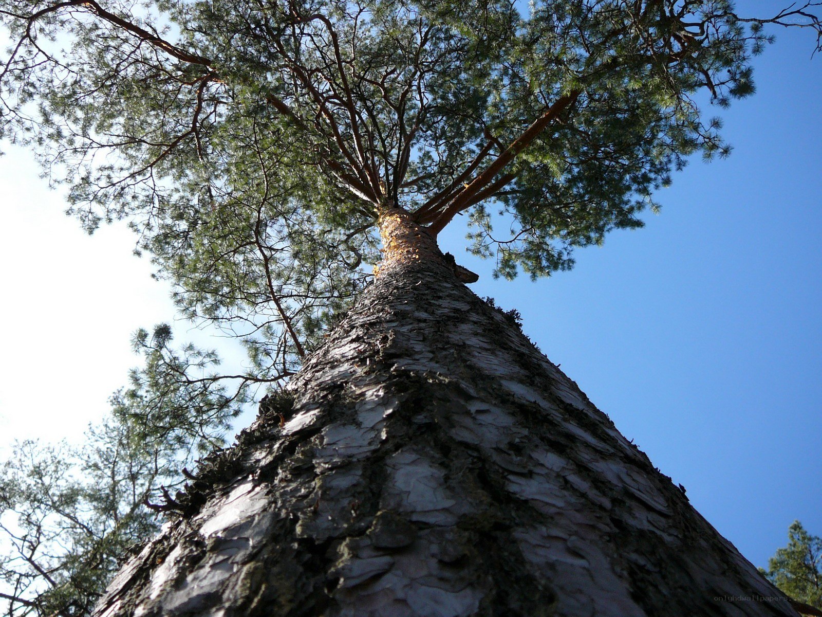 tall pine tree against blue sky