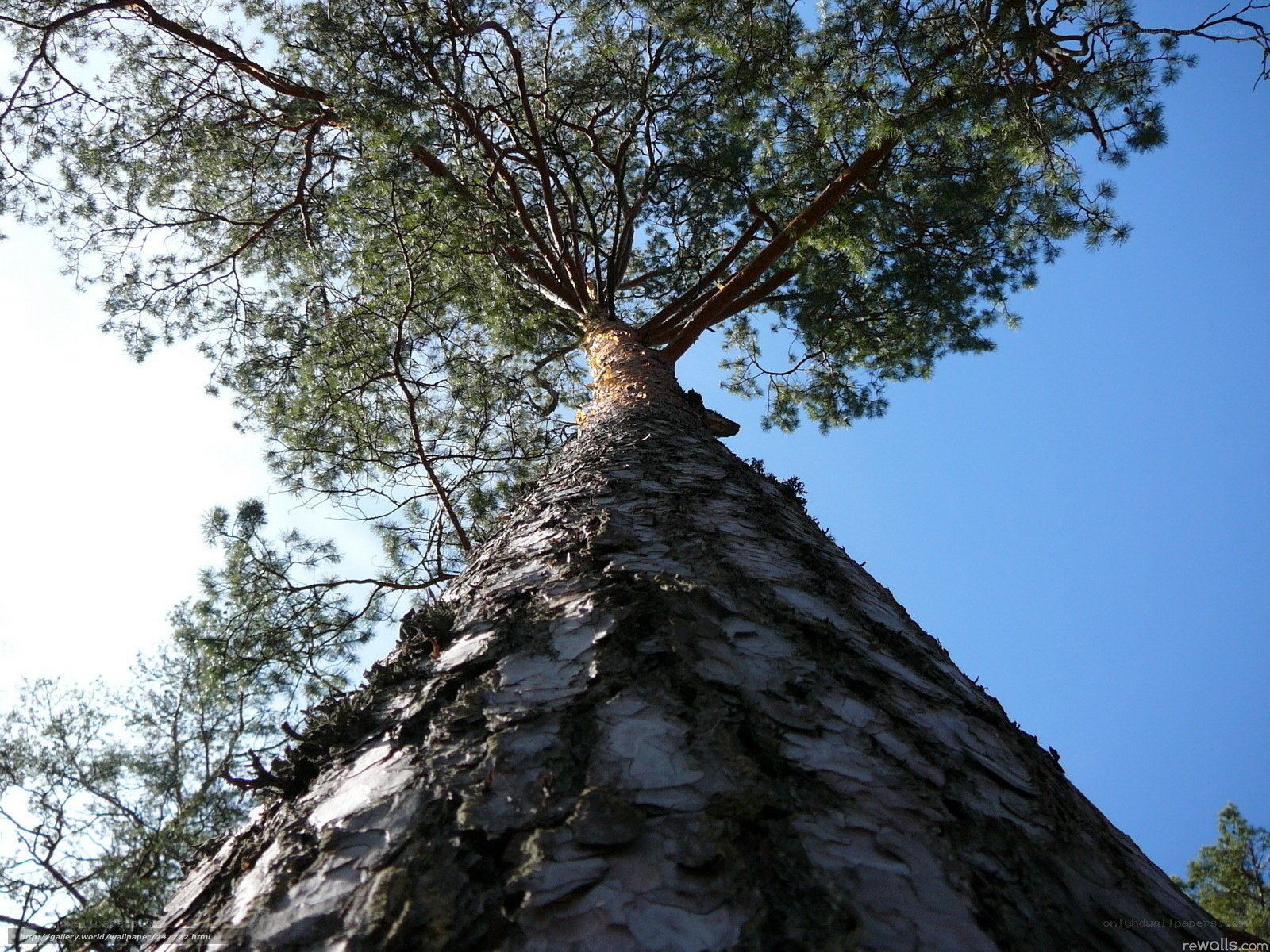 tall pine tree against blue sky