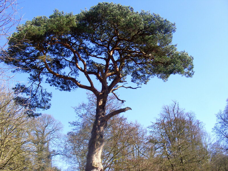 Tall Pine Tree — Blue