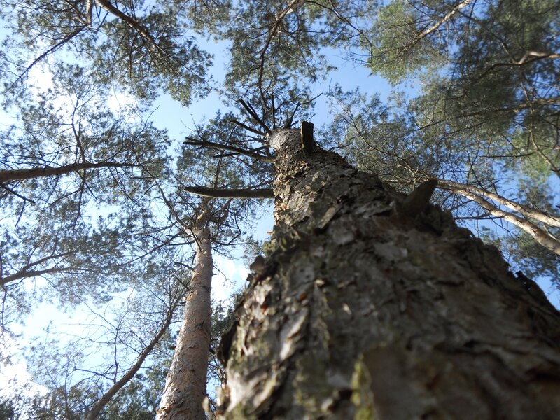 Tall Pine Tree — Brown, Serene