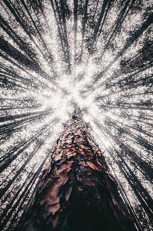Tall Pine Tree — Brown