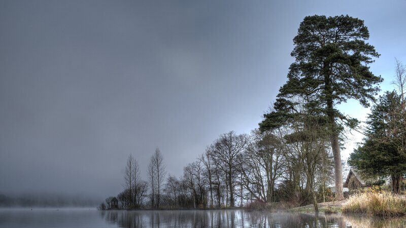 Tall Pine Tree by Lake