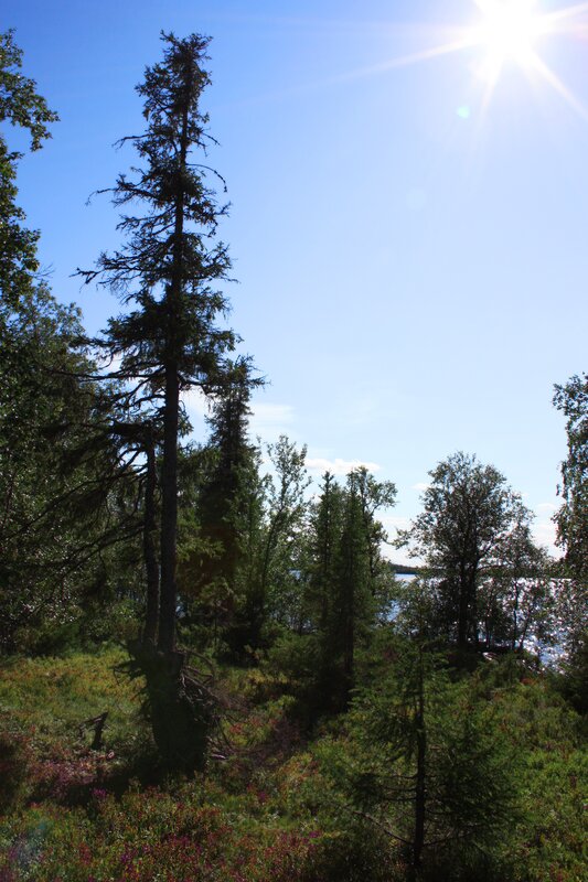 Tall Pine Tree — Green, Serene, Afternoon