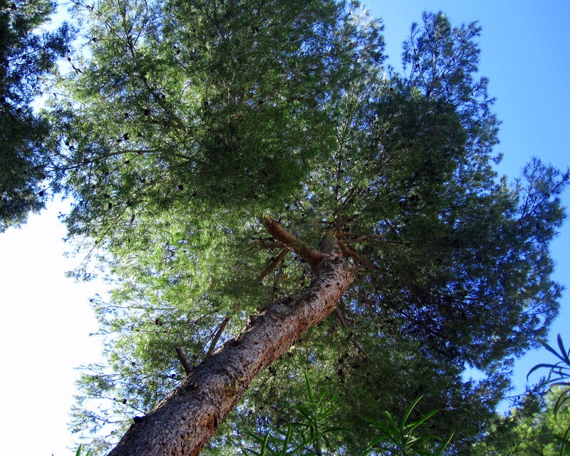 Tall Pine Tree — Green, Serene