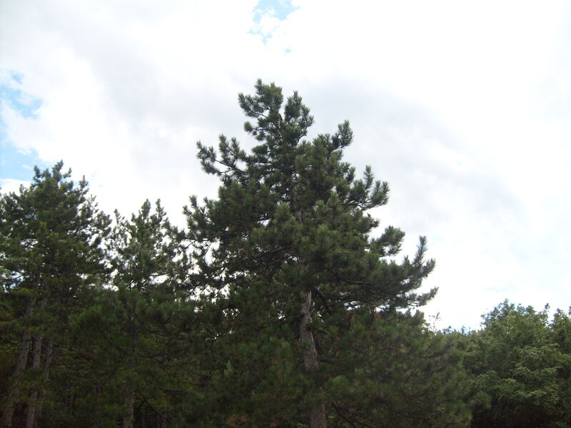 Tall Pine Tree — Green