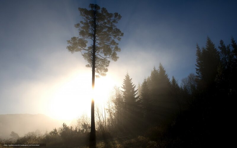 Tall Pine Tree in Fog