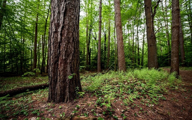 Tall Pine Tree in Forest — Green, Serene