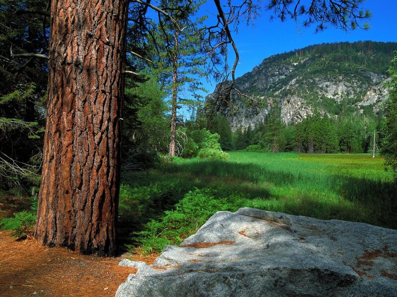 Tall Pine Tree in Forest