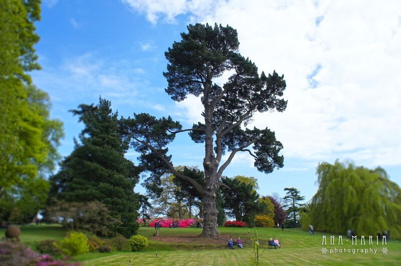 Tall Pine Tree in Park