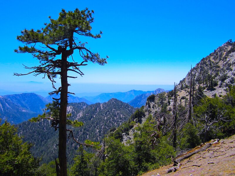 Tall Pine Tree on Mountain
