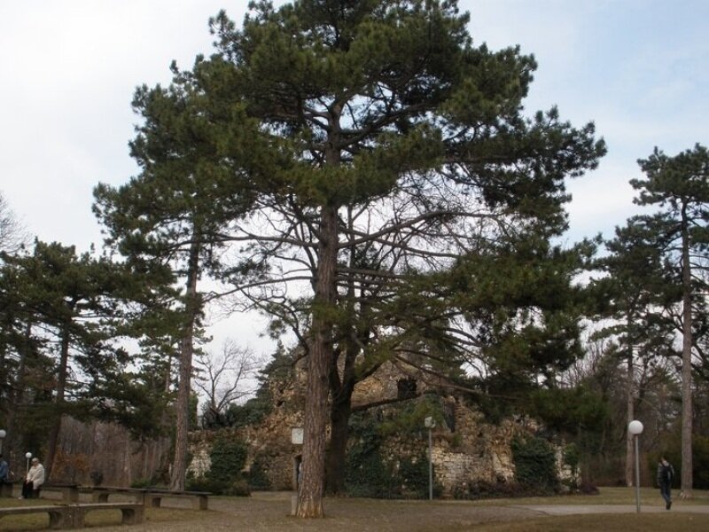 Tall Pine Tree
