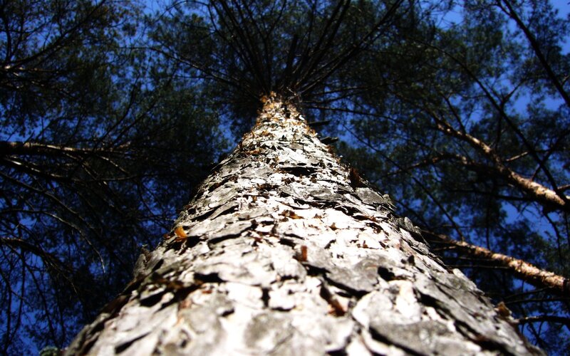 Tall Pine Tree Trunk — Blue