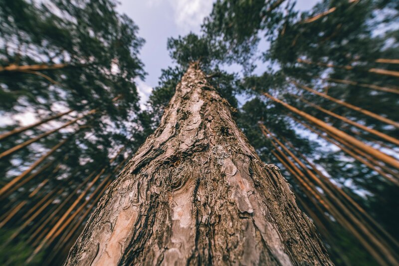 Tall Pine Tree Trunk