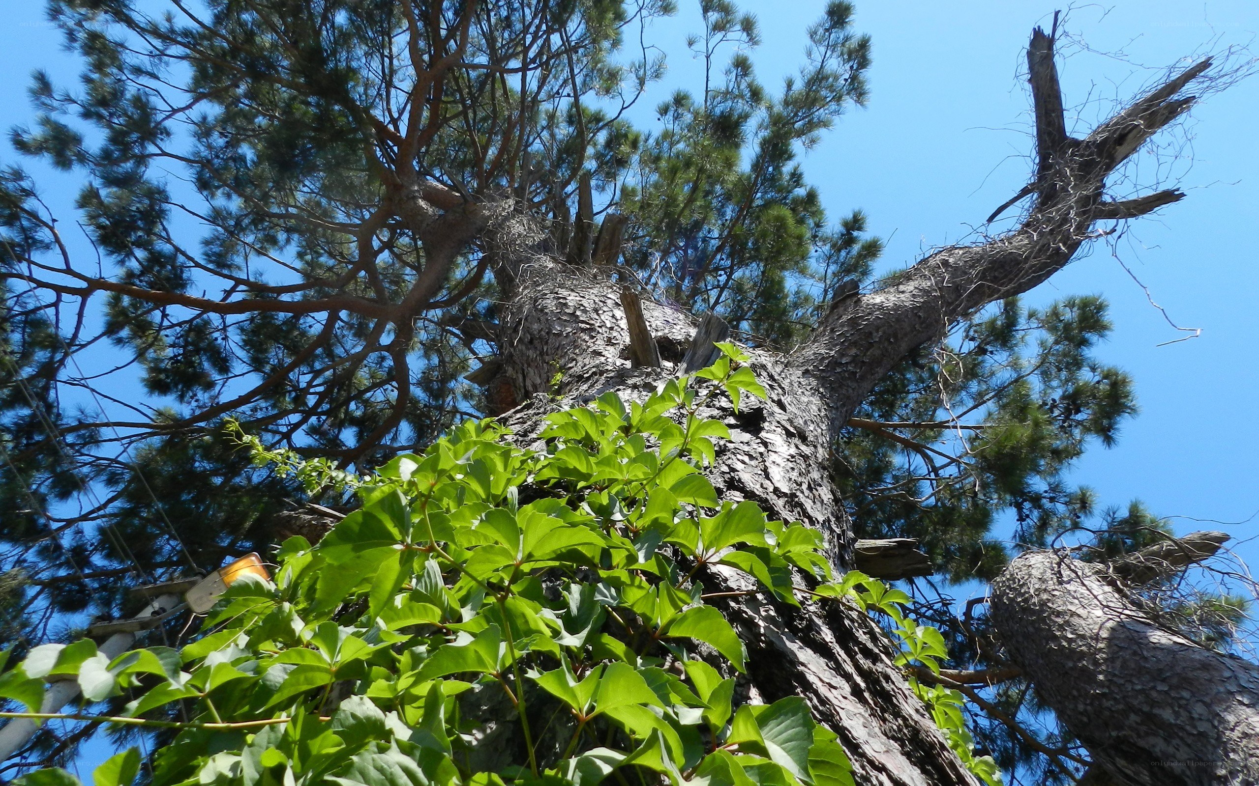 tall pine tree with ivy
