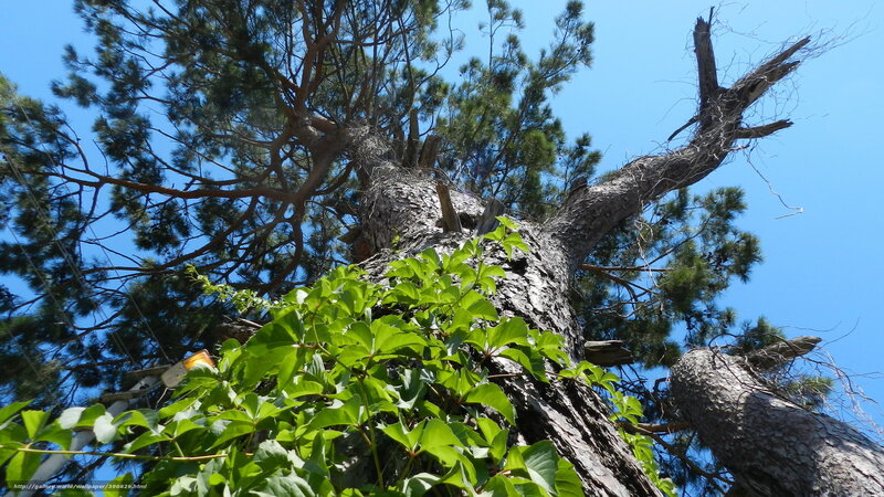 tall pine tree with ivy