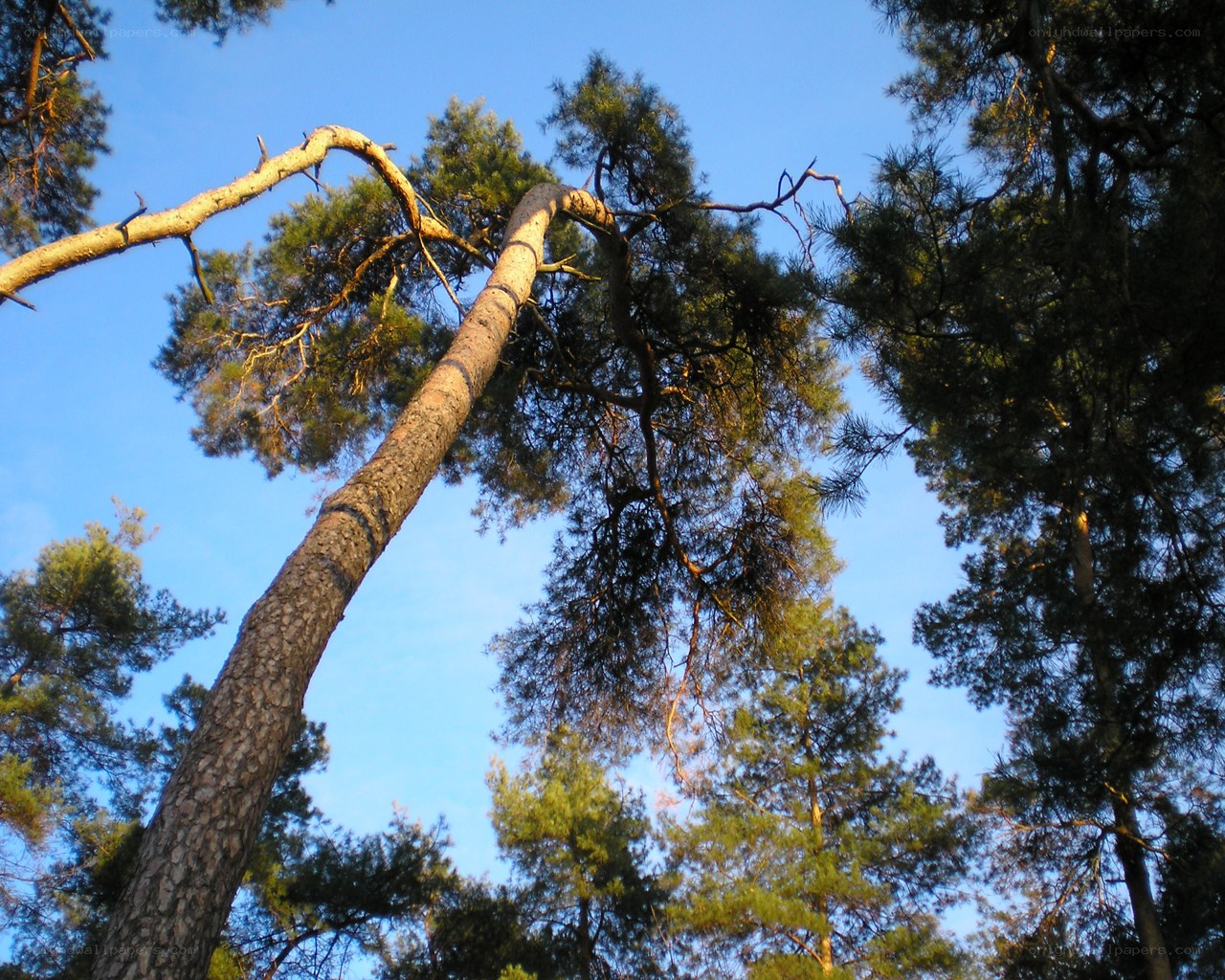 tall pine trees against blue sky