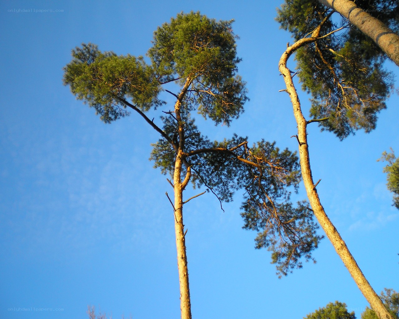 tall pine trees against blue sky