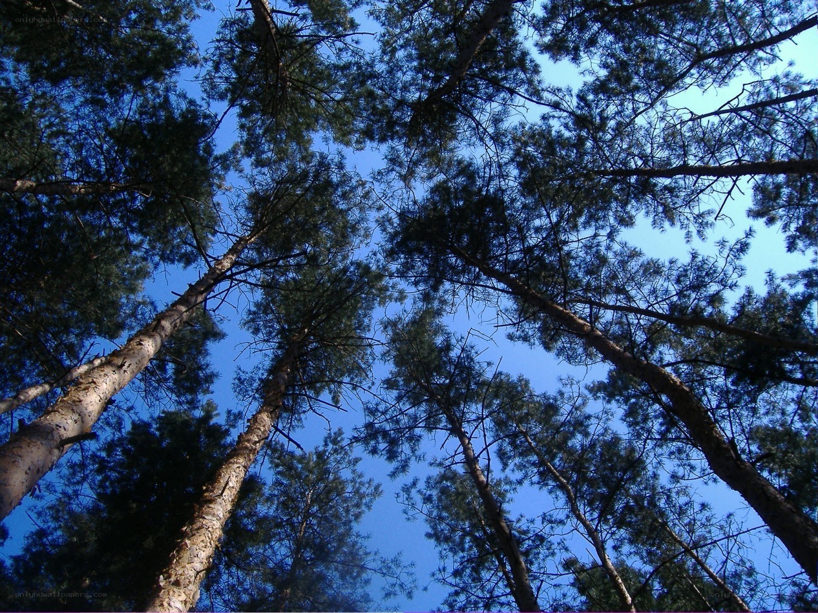 tall pine trees against blue sky