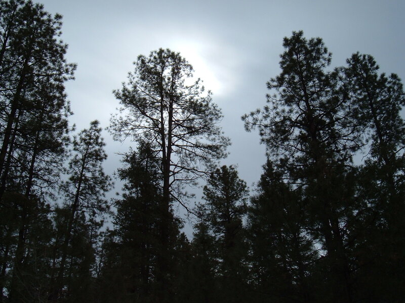 tall pine trees against cloudy sky