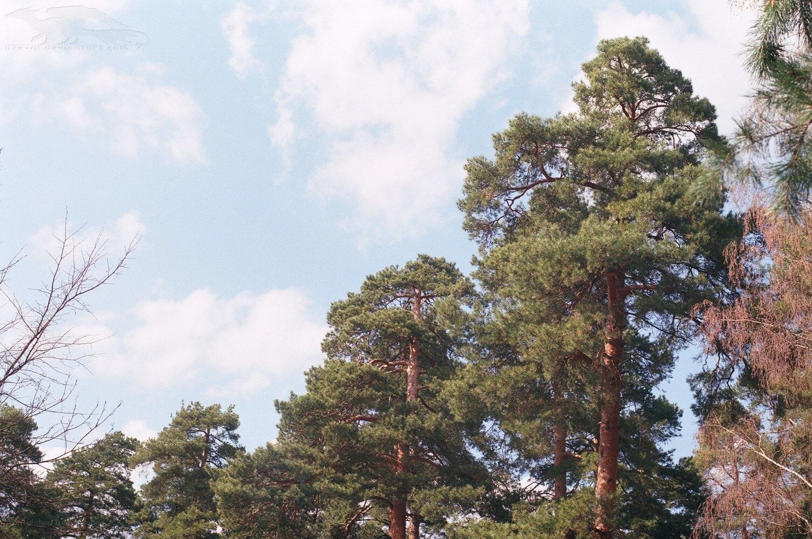 tall pine trees against sky