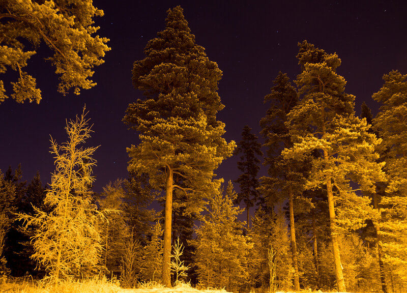 Tall Pine Trees at Night