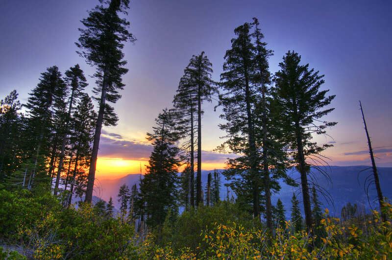 Tall Pine Trees at Sunset
