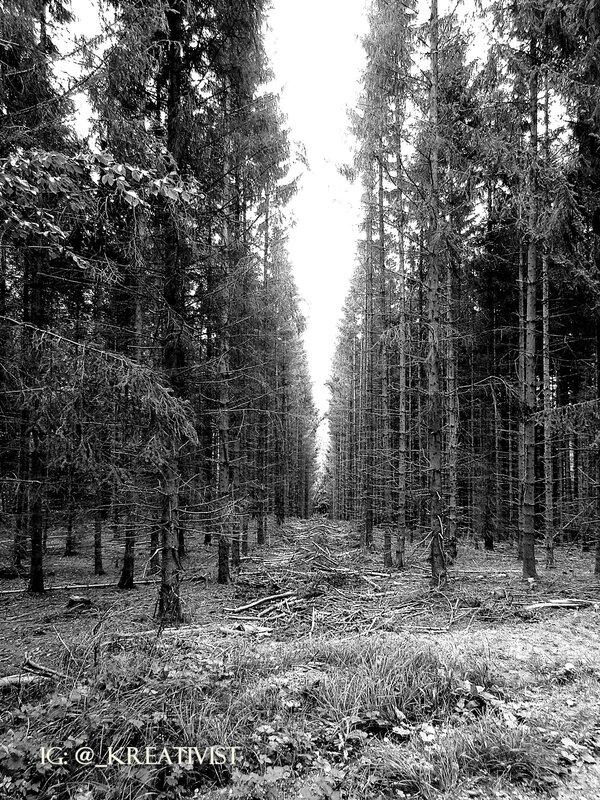 Tall Pine Trees — Black, Serene