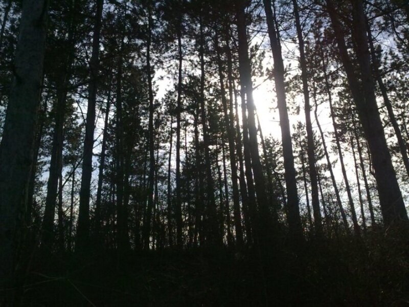 Tall Pine Trees — Black