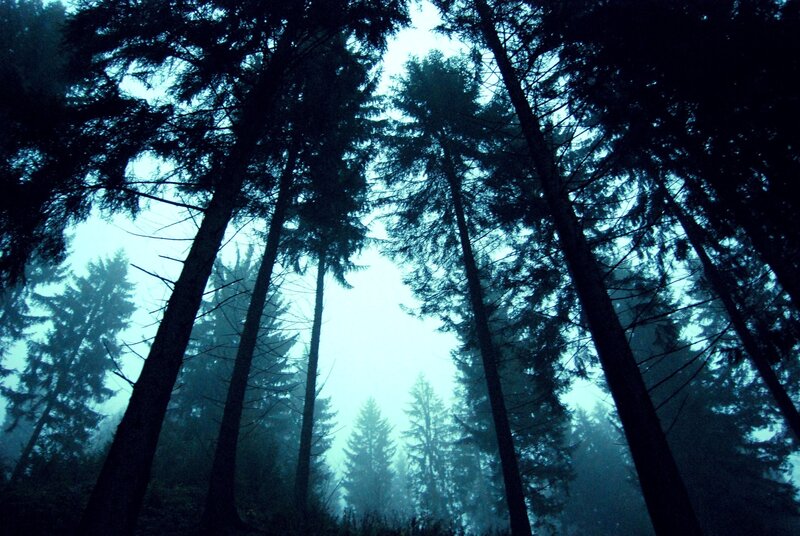 Tall Pine Trees — Blue, Mysterious