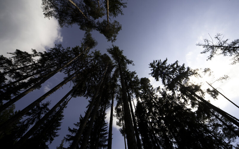 Tall Pine Trees — Blue, Serene, Afternoon, Photograph, Sky, Clouds, Sun