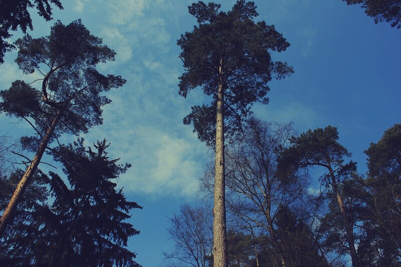 Tall Pine Trees — Blue, Serene, Afternoon, Photograph, Sky, Clouds