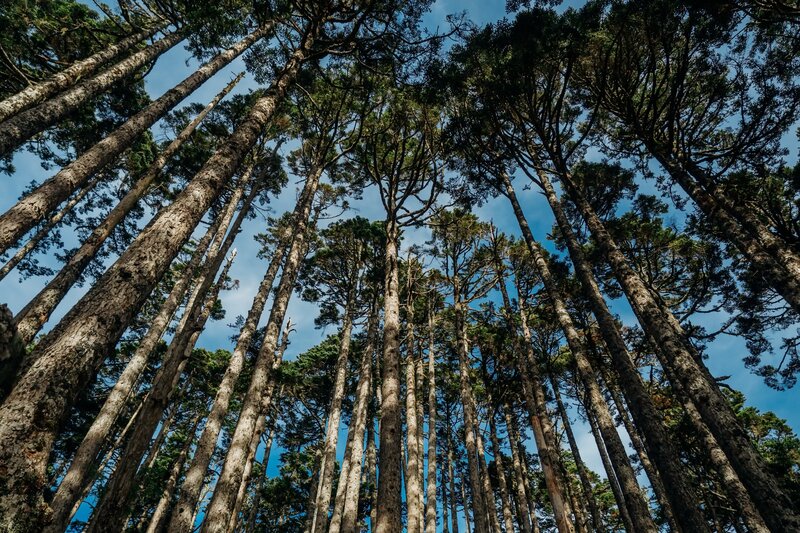 Tall Pine Trees — Blue, Serene, Afternoon, Photograph, Sky, Forest