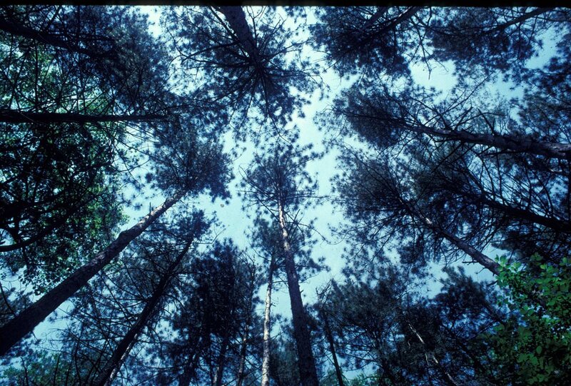 Tall Pine Trees — Blue, Serene, Afternoon, Photograph, Sky