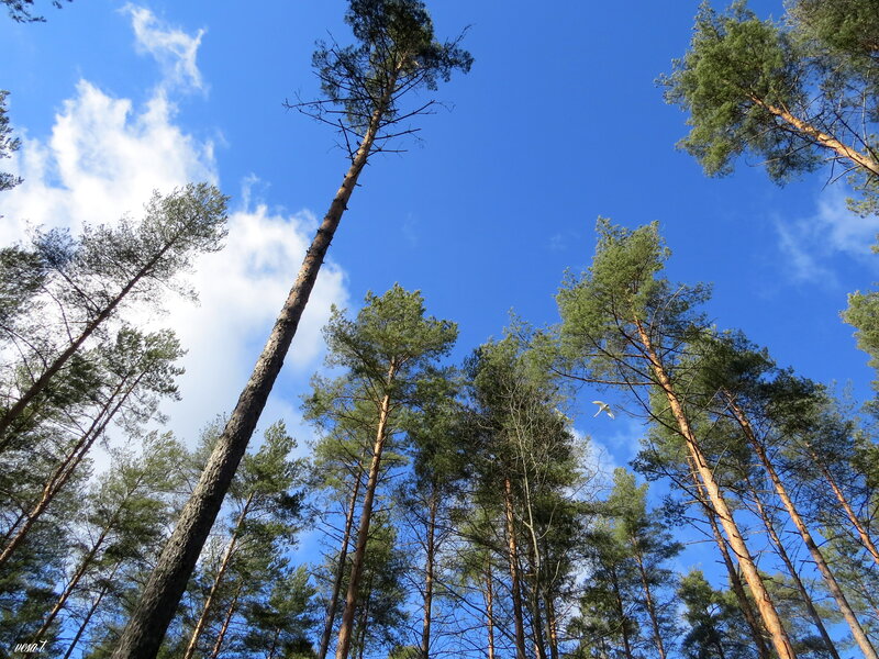 Tall Pine Trees — Blue, Serene, Afternoon, Photograph