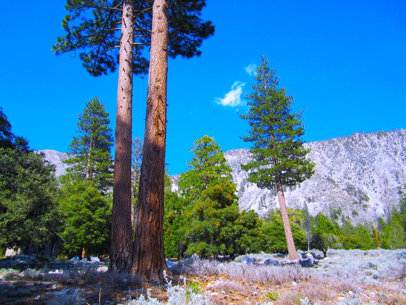 Tall Pine Trees — Blue, Serene, Afternoon