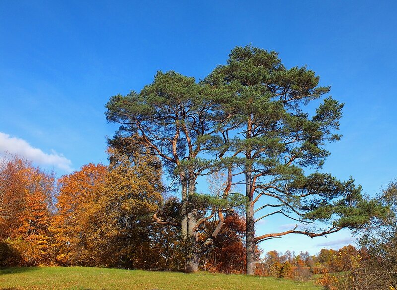 Tall Pine Trees — Blue, Serene, Autumn