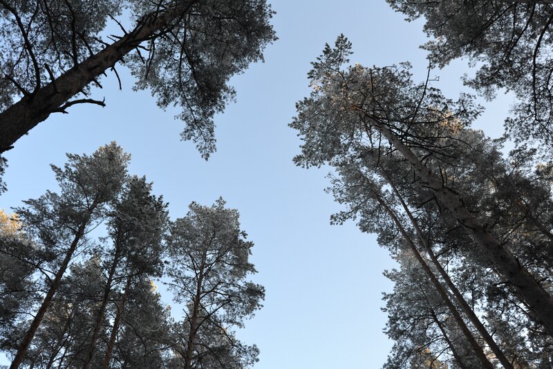 Tall Pine Trees — Blue, Serene, Morning
