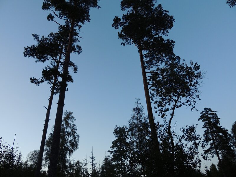 Tall Pine Trees — Blue, Serene, Sunset, Photograph, Sky