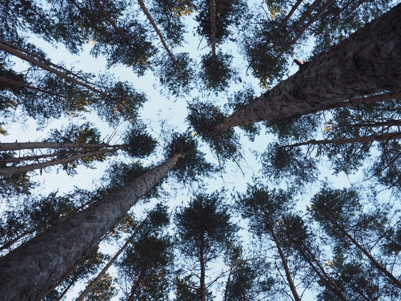 Tall Pine Trees — Blue, Serene, Sunset, Photograph