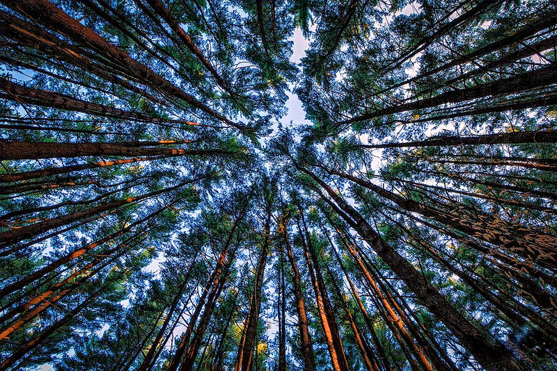 Tall Pine Trees — Blue, Serene, Sunset