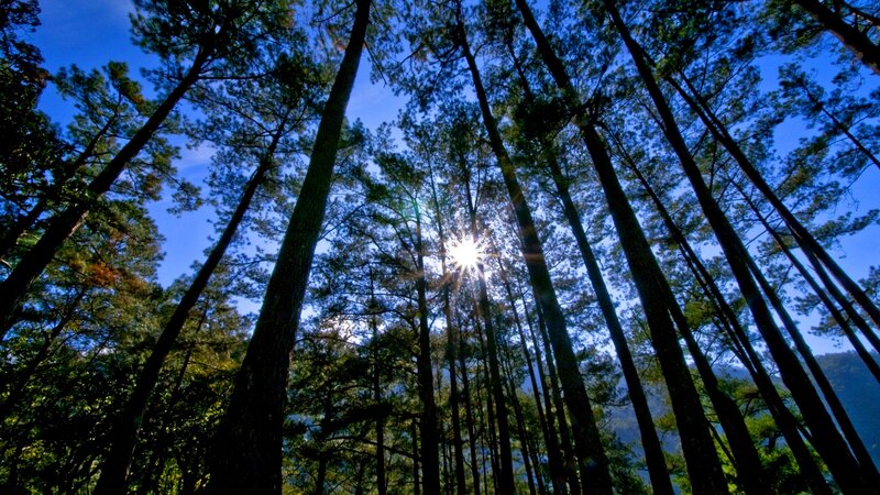 Tall Pine Trees — Blue, Serene