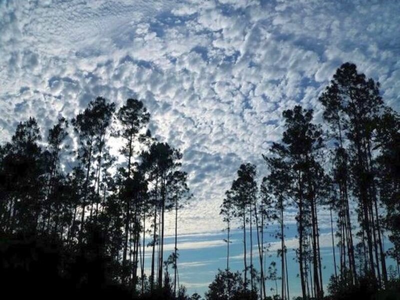 Tall Pine Trees — Blue