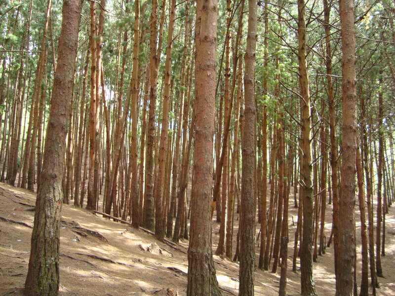 Tall Pine Trees — Brown, Serene, Afternoon, Photograph