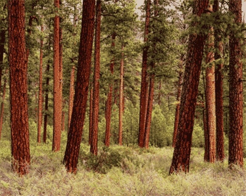 Tall Pine Trees — Brown, Serene, Afternoon