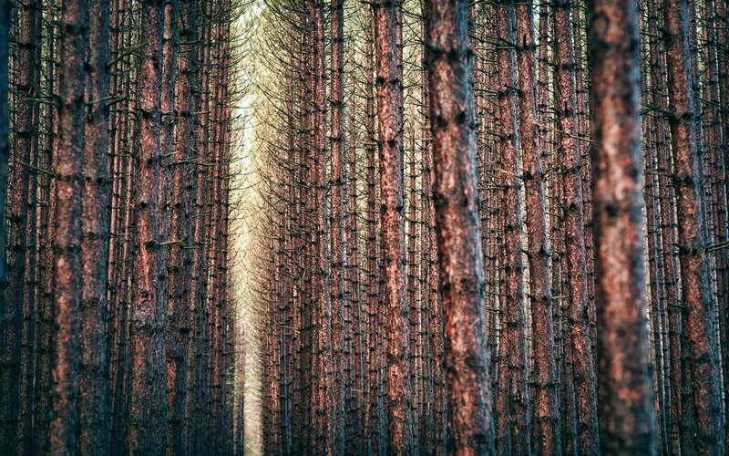Tall Pine Trees — Brown, Serene, Morning