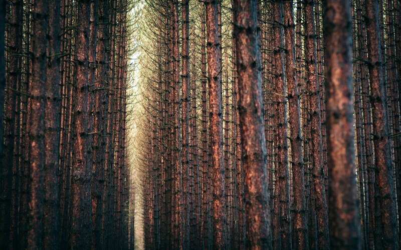 Tall Pine Trees — Brown, Serene, Sunset, Photograph, Forest