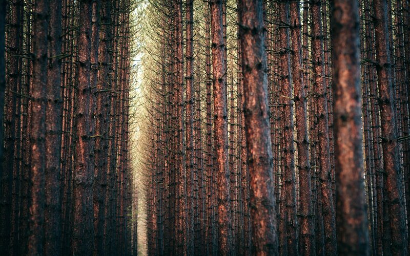 Tall Pine Trees — Brown, Serene, Sunset, Photograph