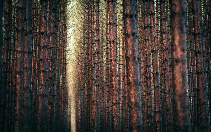 Tall Pine Trees — Brown, Serene, Sunset