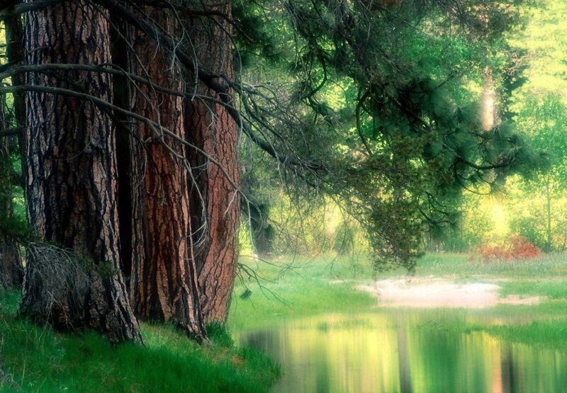 Tall Pine Trees by Lake
